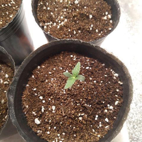 ItalPark 2 growlog timeline photo