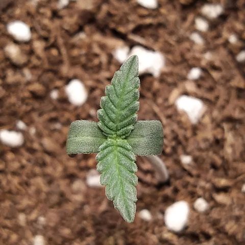 Italpark 1 growlog timeline photo