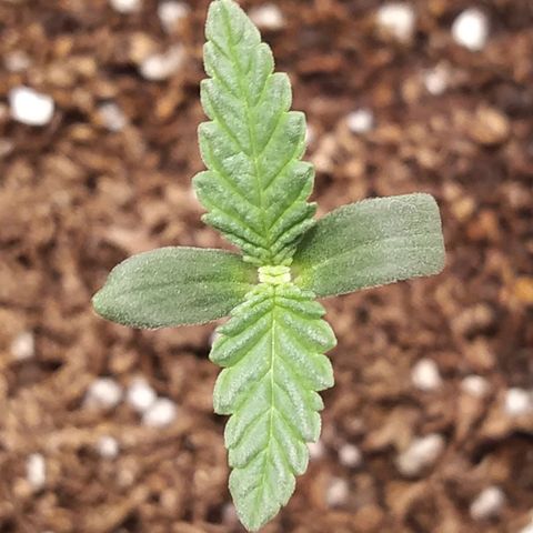 ItalPark 2 growlog timeline photo
