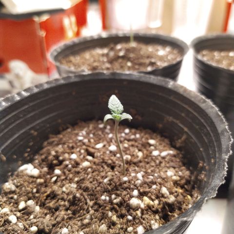 Italpark 1 growlog timeline photo