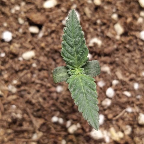 Italpark 1 growlog timeline photo