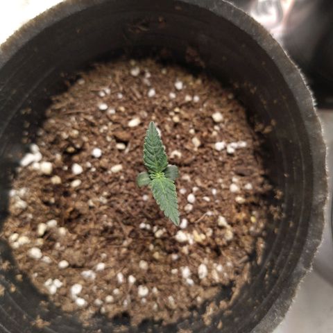 Italpark 1 growlog timeline photo