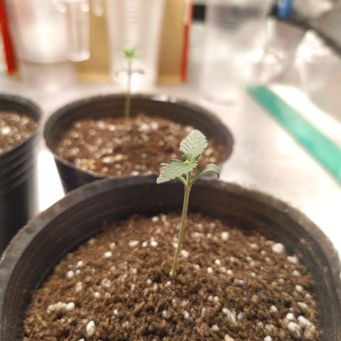 ItalPark 2 growlog timeline photo