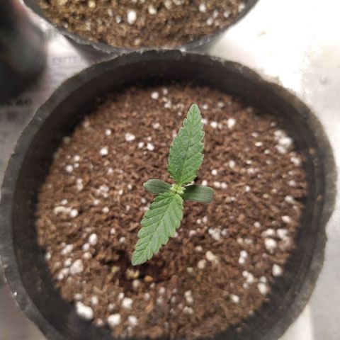 ItalPark 2 growlog timeline photo