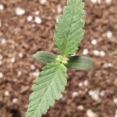 ItalPark 2 growlog timeline photo