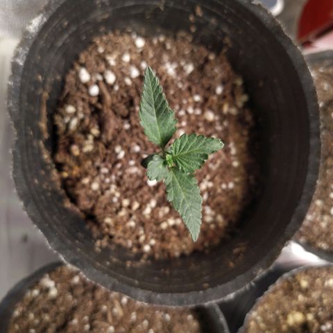 Italpark 1 growlog timeline photo