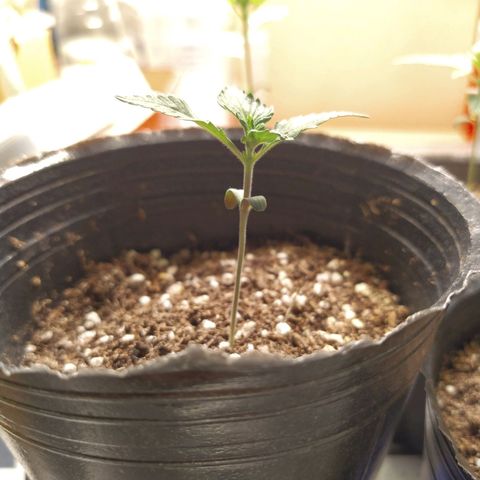 Italpark 1 growlog timeline photo