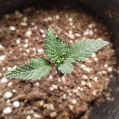 Italpark 1 growlog timeline photo