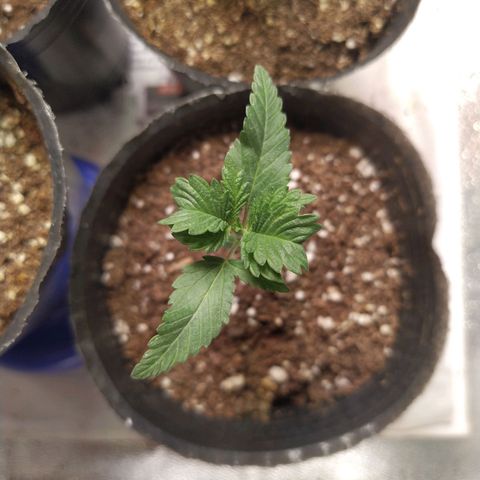 ItalPark 2 growlog timeline photo