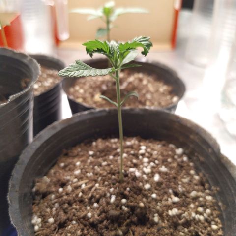 ItalPark 2 growlog timeline photo