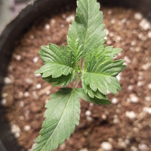 ItalPark 2 growlog timeline photo