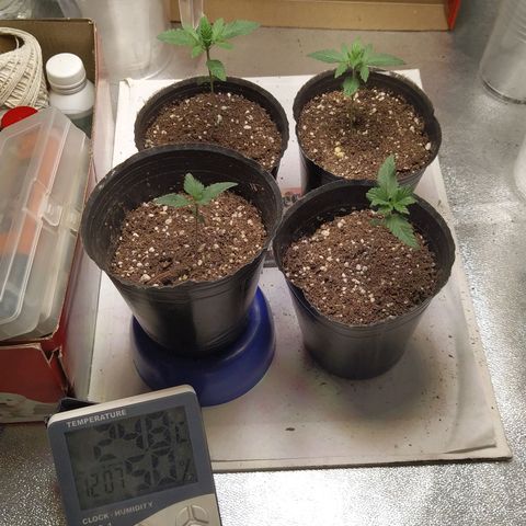 ItalPark 2 growlog timeline photo