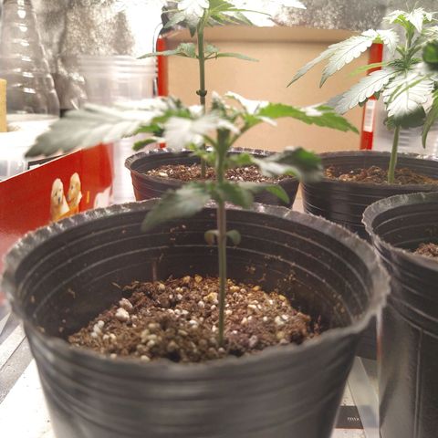 Italpark 1 growlog timeline photo