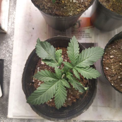 Italpark 1 growlog timeline photo