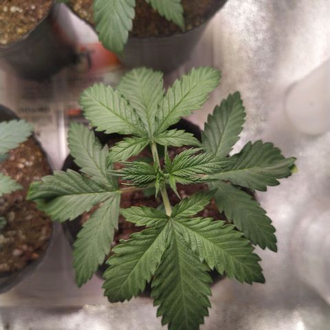 ItalPark 2 growlog timeline photo