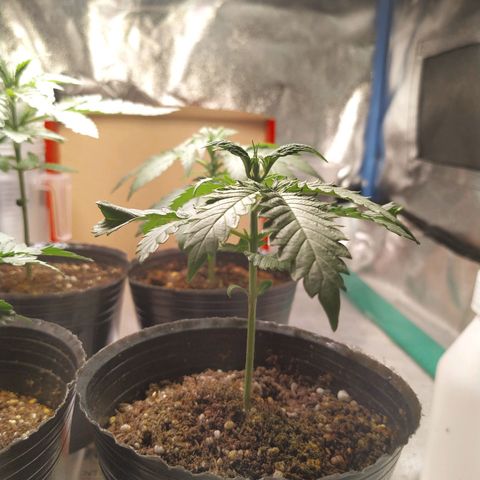 ItalPark 2 growlog timeline photo