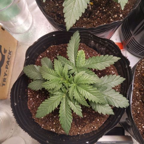 Italpark 1 growlog timeline photo