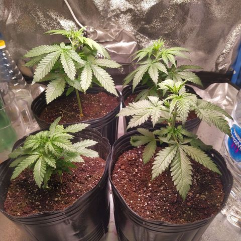 ItalPark 2 growlog timeline photo
