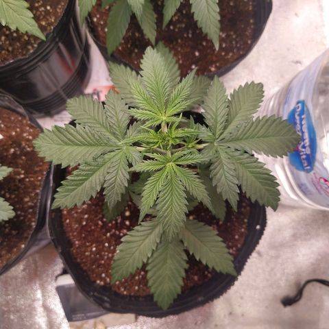 ItalPark 2 growlog timeline photo