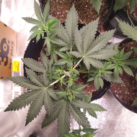 Italpark 1 growlog timeline photo