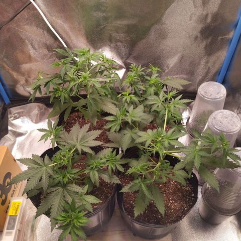 Italpark 1 growlog timeline photo