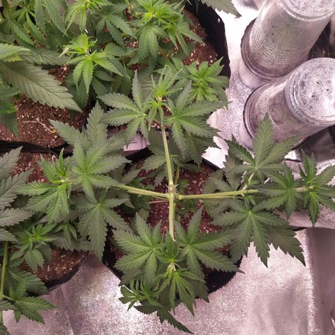 ItalPark 2 growlog timeline photo