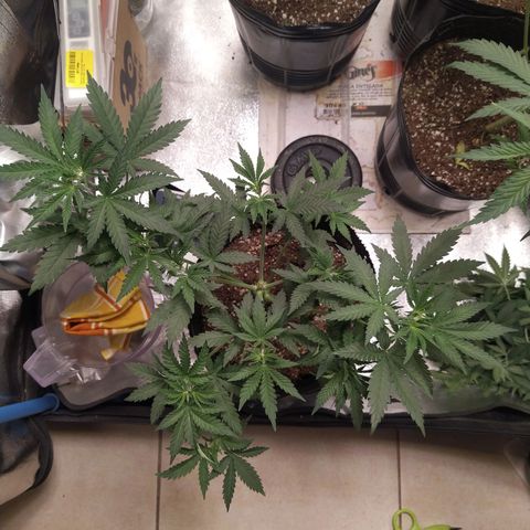 Italpark 1 growlog timeline photo