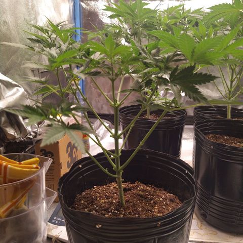 Italpark 1 growlog timeline photo