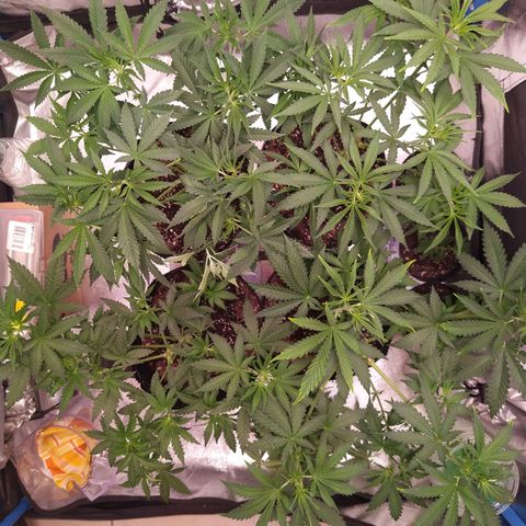 ItalPark 2 growlog timeline photo