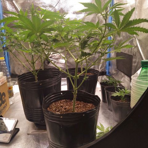 ItalPark 2 growlog timeline photo