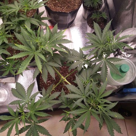 ItalPark 2 growlog timeline photo
