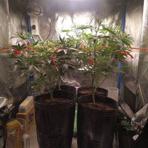ItalPark 2 growlog timeline photo