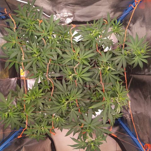 ItalPark 2 growlog timeline photo