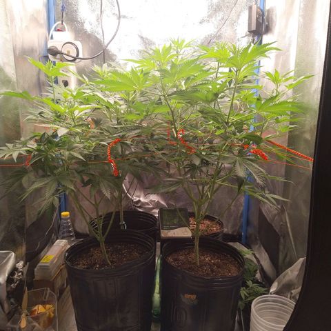 ItalPark 2 growlog timeline photo