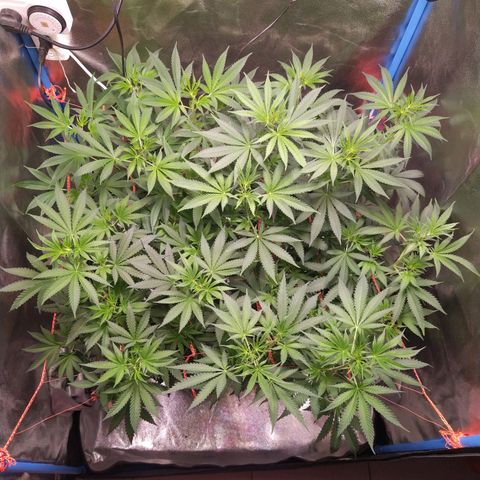 ItalPark 2 growlog timeline photo