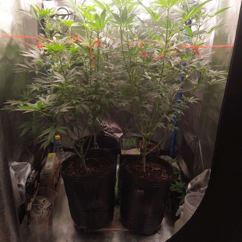ItalPark 2 growlog timeline photo