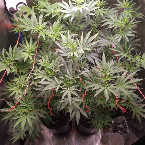 ItalPark 2 growlog timeline photo