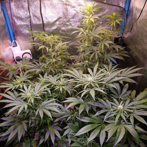 ItalPark 2 growlog photo: Cambio de lugar planta 2 por planta 4