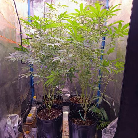 ItalPark 2 growlog photo: Cambio de lugar planta 2 por planta 4