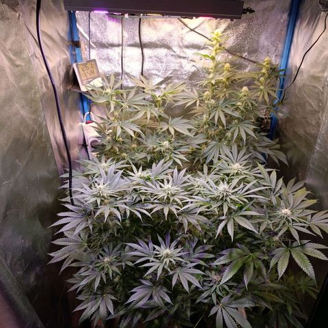 ItalPark 2 growlog timeline photo