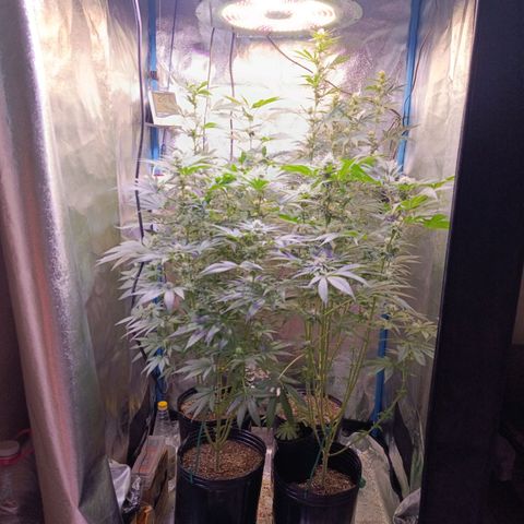 ItalPark 2 growlog timeline photo