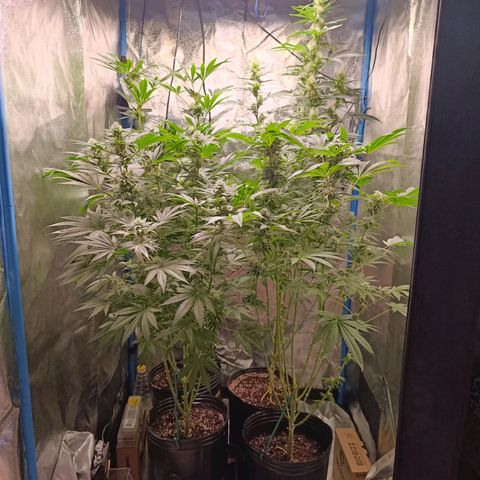 ItalPark 2 growlog timeline photo