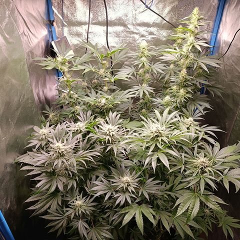 ItalPark 2 growlog timeline photo