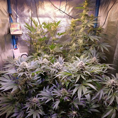 ItalPark 2 growlog timeline photo