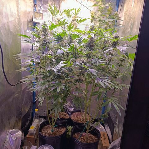 ItalPark 2 growlog timeline photo