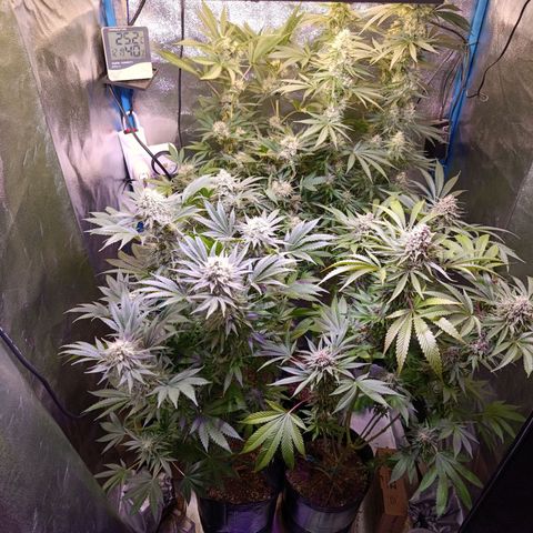 ItalPark 2 growlog timeline photo