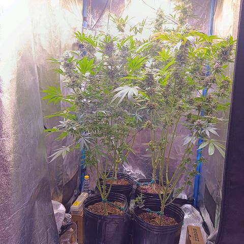 ItalPark 2 growlog timeline photo