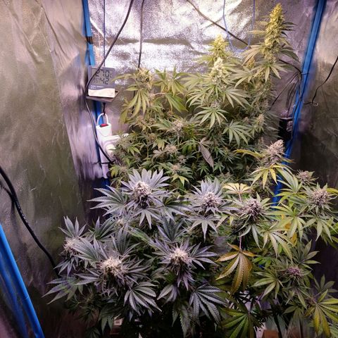 ItalPark 2 growlog timeline photo