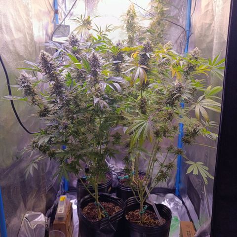 ItalPark 2 growlog timeline photo