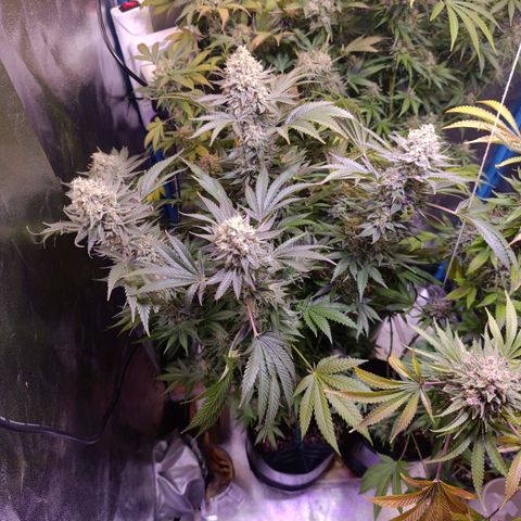 Italpark 1 growlog timeline photo